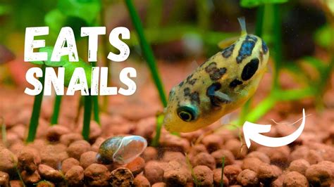 aquarium fish that eat snails|Fish that eat snails .